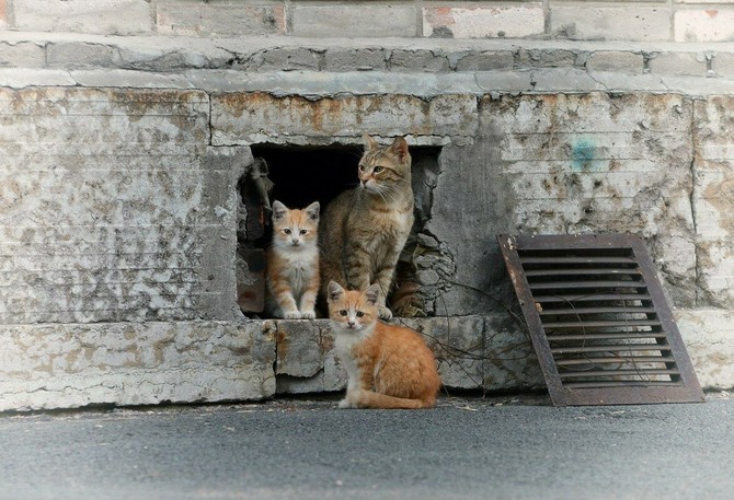 Проект Жизнь бездомных кошек в подвалах домов